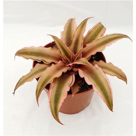 Cryptanthus Pink Starlight