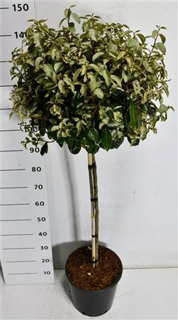 Elaeagnus Ebb Compacta On Stem