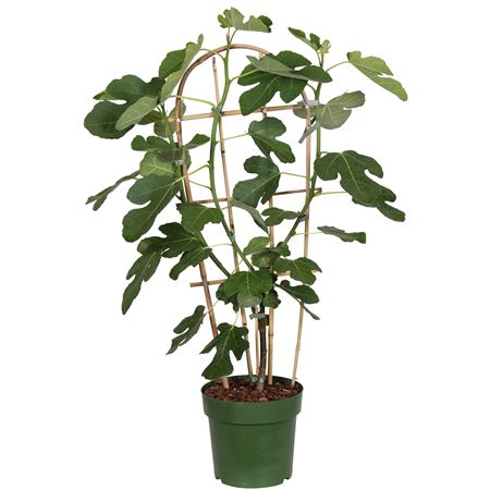 Ficus Gustissimoperretta