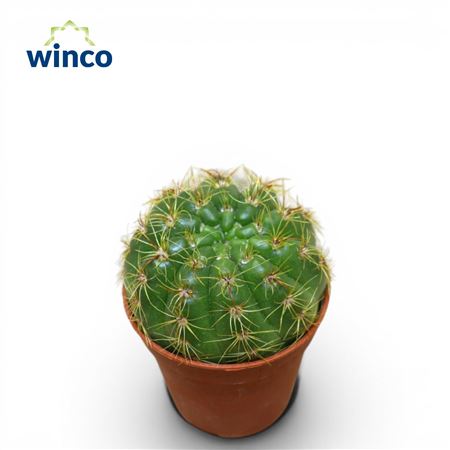 Notocactus Crassigibus