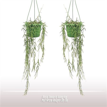 Hoya Linearis Hanging Pot