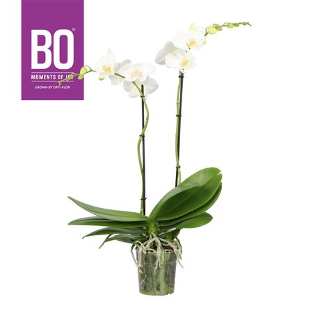 Phal 2st White 13+ (opti)