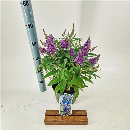 Buddleja Dav Little Lila (butterfly Candy)