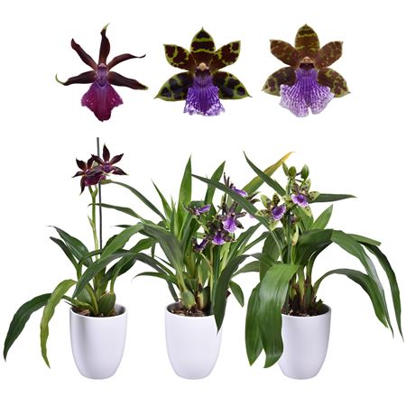 Zygopetalum 1st 5+ In White Ceramic