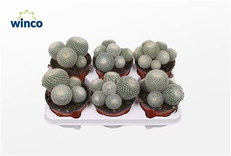 Mammillaria Scopa (group)