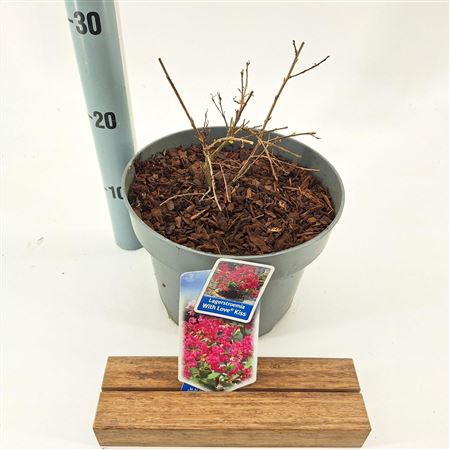 Lagerstroemia Indica With Love Kiss