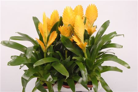 Vriesea Goldstar