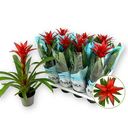 Guzmania Amoretto
