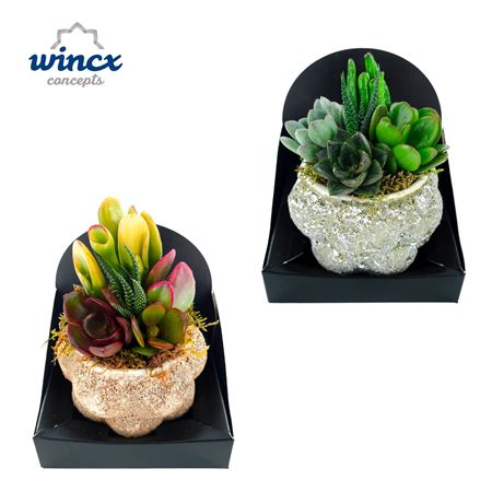 Concepts® - Bubbles Mix Succulents Wincx Concepts®