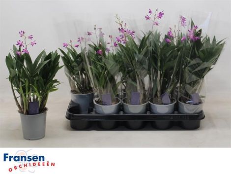 Дендробиум Берри Ода