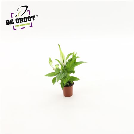 Spath Alana 3+