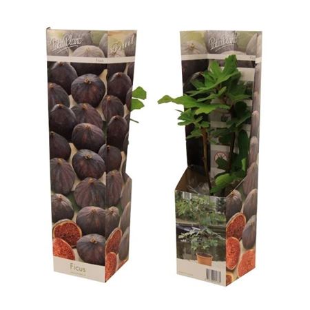 Ficus Carica