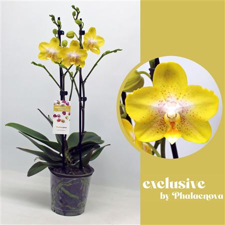 Phal Arezzo 2-tak 50 (groen)