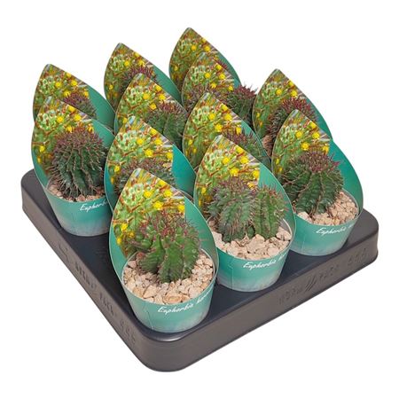 Euphorbia Horrida Potcover