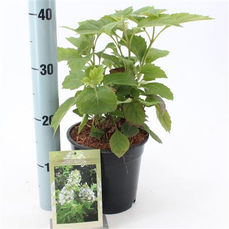 Hydrangea Quercifolia Back Porch