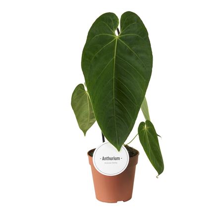 Anthurium Queremalense
