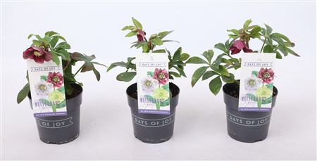 Helleborus Or Purple