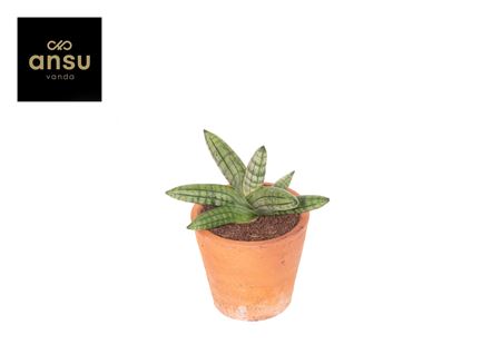 Sansevieria Inti Mini No 5. Terracotta