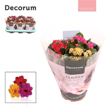Kal Cal Serenity Carnaval (decorum)