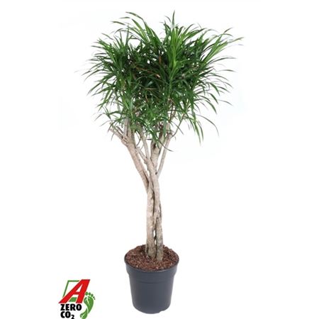 Drac Anita Varriegata Twisted