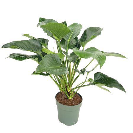 Philodendron Green Beauty + Watermeter