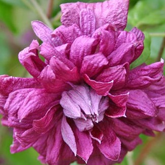 Клематис фиолетовый Пурпуреа Плена Элеганс в тубе