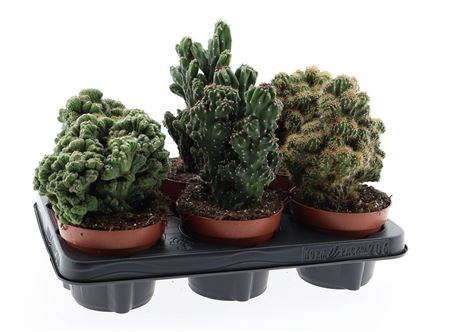 Cactus Rots Mix