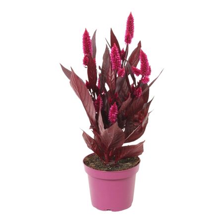 Celosia Mystic Shades No Sleeve