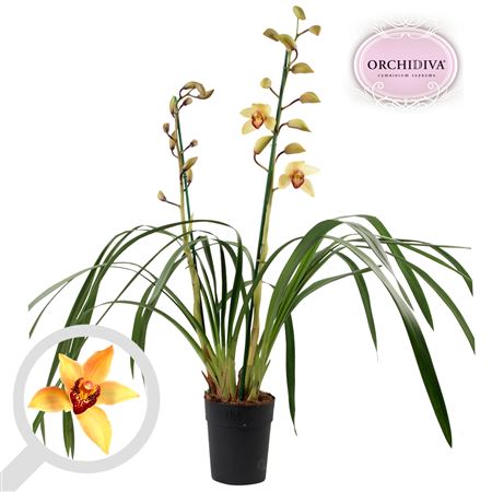 Cymbidium 2st Dark Shirley