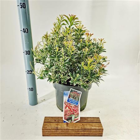Pieris Jap Polar Passion