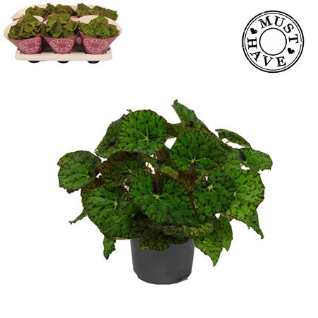Begonia Beleaf Lime Fever