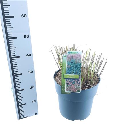 Miscanthus Sin Malepartus