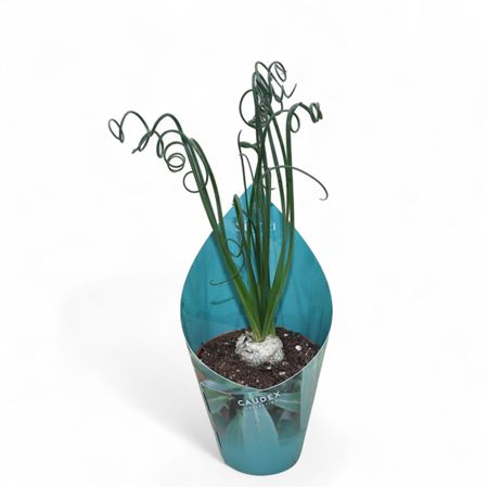 Sierra's® - Albuca Spiralis Caudex (collection) Si