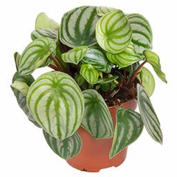 Пеперомия Аргиреа | Оптовая цветочная компания «Флора Групп» Пеперомия Аргиреа