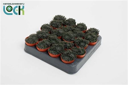 Crassula Crassimus
