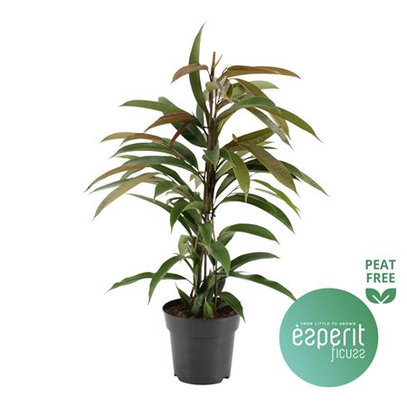 Ficus Bin Amstel King