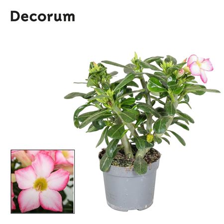 Adenium Obesum Pink Star (decorum)