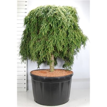 Tsuga Can Cole Prostrate