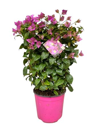 Bougainvillea Sanderiana On Reck