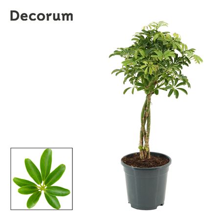 Schefflera Arboricola Luseana On Stam