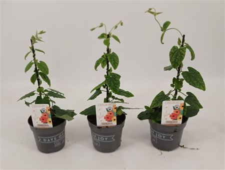 Thunbergia A. Orange Eye