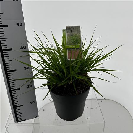 Eragrostis Spectabilis
