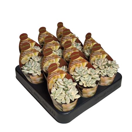 Graptoveria Titubans Variegata Potcover