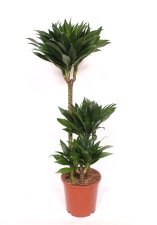 Dracaena Compacta 60-30-15