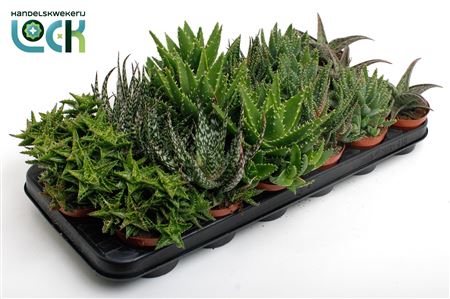 Aloe Mix In Showbox