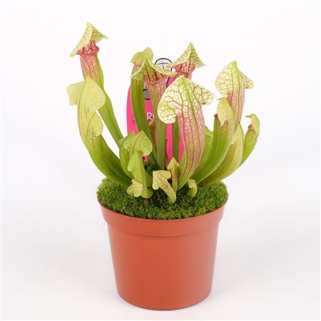 Sarracenia Eva