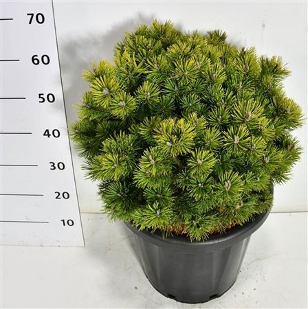 Pinus Mugo Mops