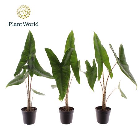Alocasia Zebrina (decorum)