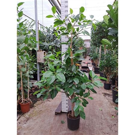 Ficus Altisima Branched On Stem
