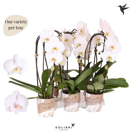 Phal 1st Cascade Wit Mut (ok)